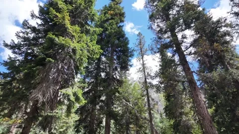 Pine tree forest, where tree trunks Rise from below to the top, set against  Stock Footage 287199114