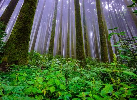 Pine tree forest with white defused fog background at morning from different  Foto stock