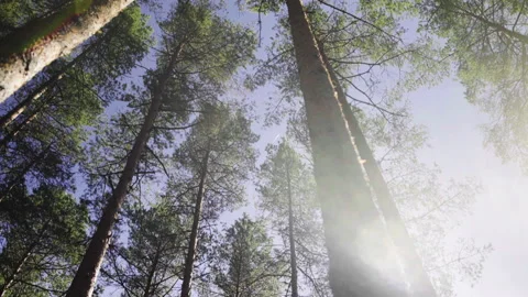 Pine tree forest, wide shot Stock Footage 130192936