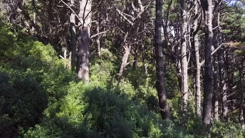 Pine Tree Forest On Windy Day Aerial Zoom Out Vídeo Stock 87863649