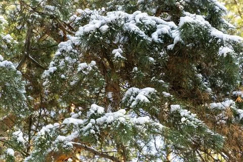 Pine tree forest in the winter, branches with snow Stock Photos