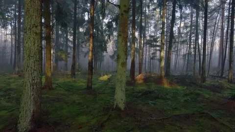Pine tree forest at winter. The morning sun shines through the green trees. Stock Footage 219462257