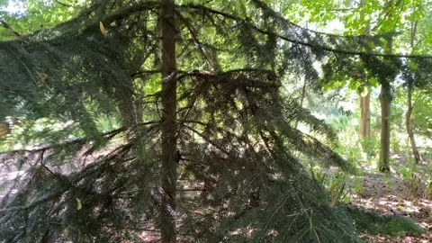 Pine tree in forest zoomed out images Video stock 136305888
