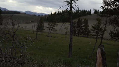 Pine tree forestry exploitation in cloudy dark evening . Stumps and logs show Stock-Footage 93157171