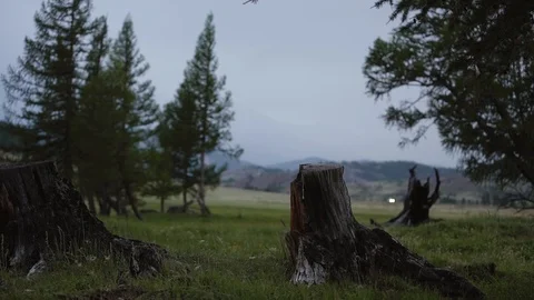 Pine tree forestry exploitation in cloudy dark evening . Stumps and logs show Stock-Footage 93157286
