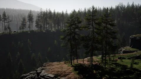 Pine tree forests at the base of mountain in sunny day of summer Stock Illustration
