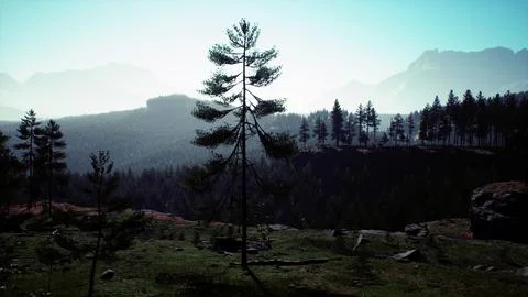 Pine tree forests at the base of mountain in sunny day of summer Stock Illustration