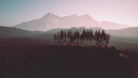 Pine tree forests at the base of mountain in sunny day of summer Stock Illustration