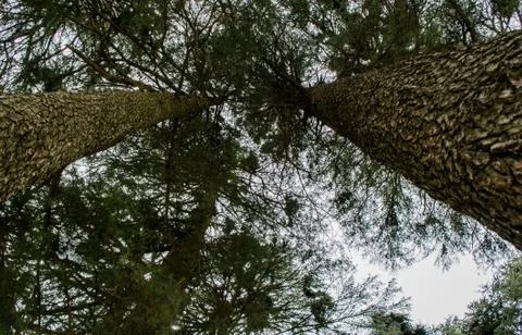 Pine Tree Forests near patnitop, nathatop jammu India Stock Photos