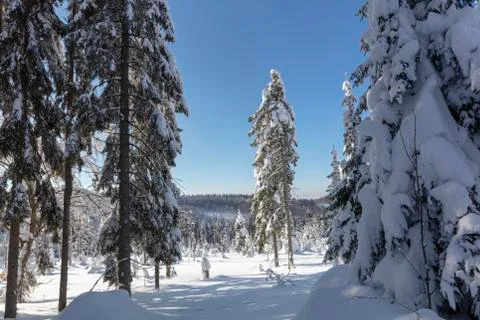 Pine tree forrest in Bavaria covered by snow and ice Stock Photos