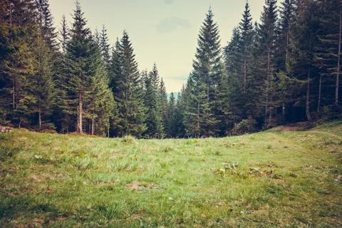 Pine tree forrest Stock Photos