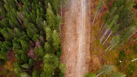 Pine Tree Forrest Reveal With A River in The Mountains Stock Footage 143636894