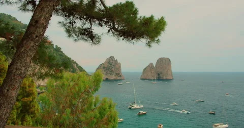 Pine tree framing famous Faraglioni sea stacks and boats on water in Capri in Stock Footage 344700197
