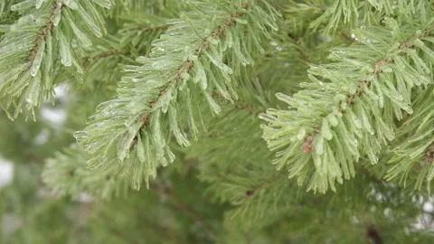 Pine tree in the freezing rain Stock Footage 266985556