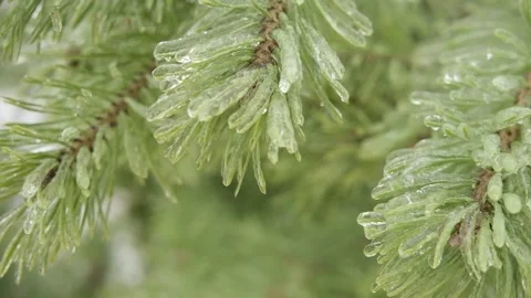 Pine tree in the freezing rain. Tree branches are covered with ice after rain Stock Footage 267948822