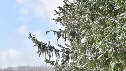 Pine tree fresh snow slowmotion video in bright warm sunlight Stock Footage 257456822