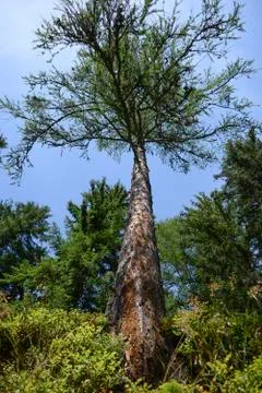 Pine Tree Frog Perspective Forest Sunny weather Stock Photos