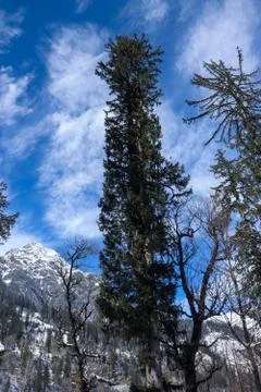 Pine tree in the front and blue sky in the background Fotos de archivo