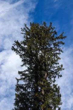 Pine tree in the front and blue sky in the background Fotos de archivo