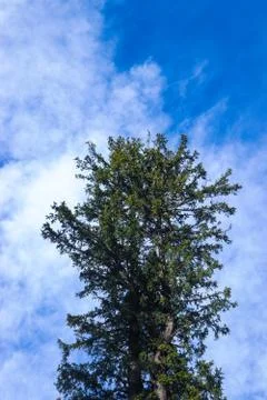 Pine tree in the front and blue sky in the background Fotos de archivo