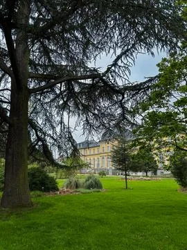 Pine tree in front of the Royal Palace in bonn germany Foto stock