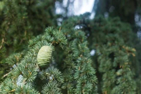 Pine Tree Fruit Background Stock Photos