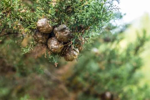 Pine Tree Fruit Background Stock Photos