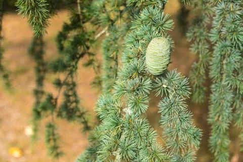 Pine Tree Fruit Background Stock Photos