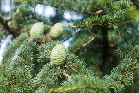 Pine Tree Fruit Background Foto stock