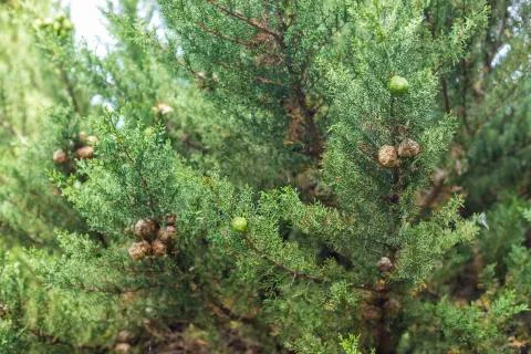 Pine Tree Fruit Background Stock Photos