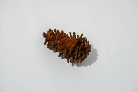 Pine tree fruit on a white background Stock Photos