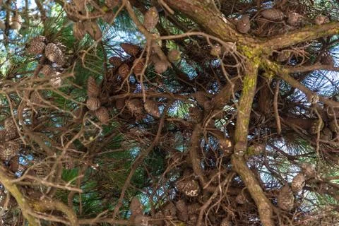 Pine tree full of pinecones with a blue sky on the back Stock Photos