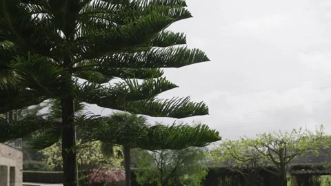 Pine tree in the garden Stock Footage 306940535