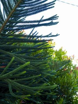 Pine tree in the garden 写真素材