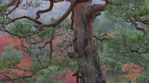 Pine Tree in Garden at Tenryuji Temple in Kyoto, Japan Stock Footage 45620914