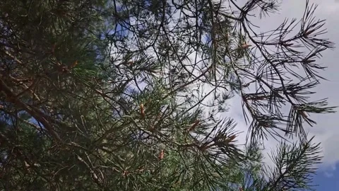 Pine tree gently blowing in the breeze isolated against a beautiful cloudscape. Stock Footage 340360776