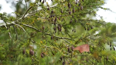 Pine tree gently blows in the wind on an overcast day Video stock 142103061