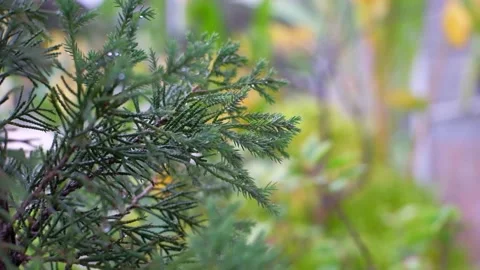 Pine tree gently moving by the wind Stock Footage 143151915