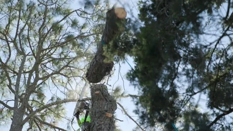 Pine Tree Getting Cut Down Stock Footage 282326421