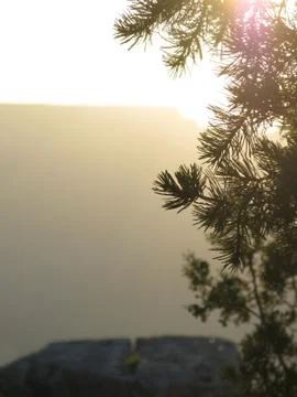 Pine tree in golden evening light Foto stock