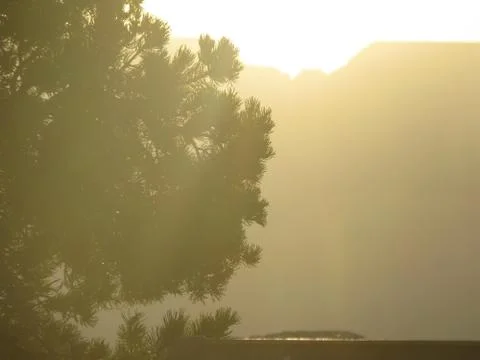 Pine tree in golden evening light Stock Photos