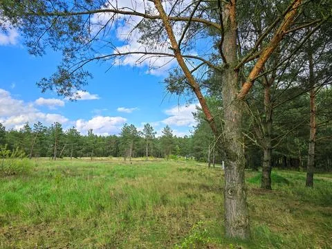 A pine tree, grass in the green forest, blue cloudy sky Fotos de archivo