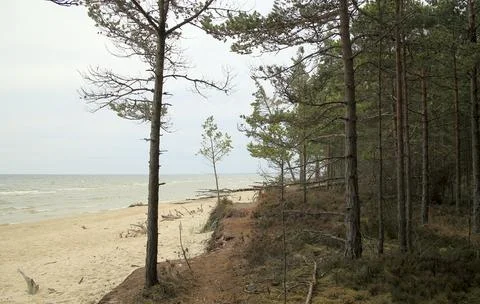 Pine tree green forest with blue sky on empty sandy beach in Kolka, Latvia on Stock Photos