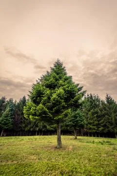 Pine tree on a green meadow Stock Photos