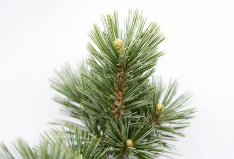 Pine tree green needles Stock Photos