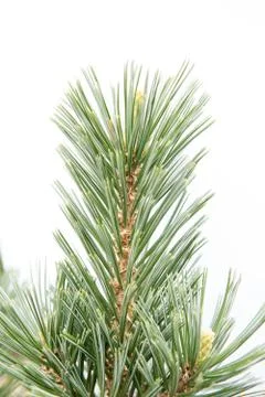 Pine tree green needles Stock Photos