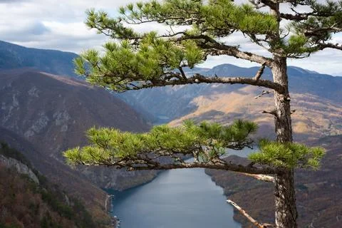 Pine tree with green needles on Tara mountain Foto stock