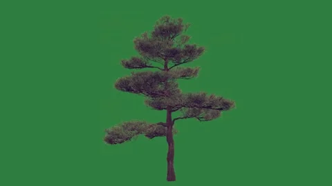 A pine tree on green screen and small animated chromakey background gesture Видео 335130109