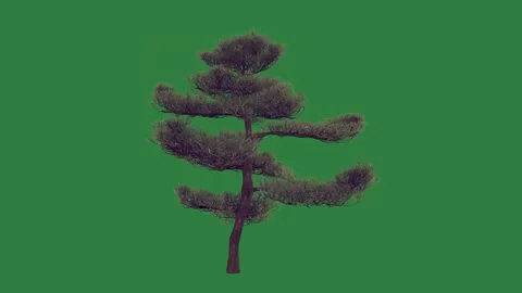 A pine tree on green screen and animated chromakey background frame motion Video stock 335130110