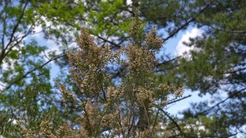 Pine tree in the greenery on a windy day Stock Footage 283854423